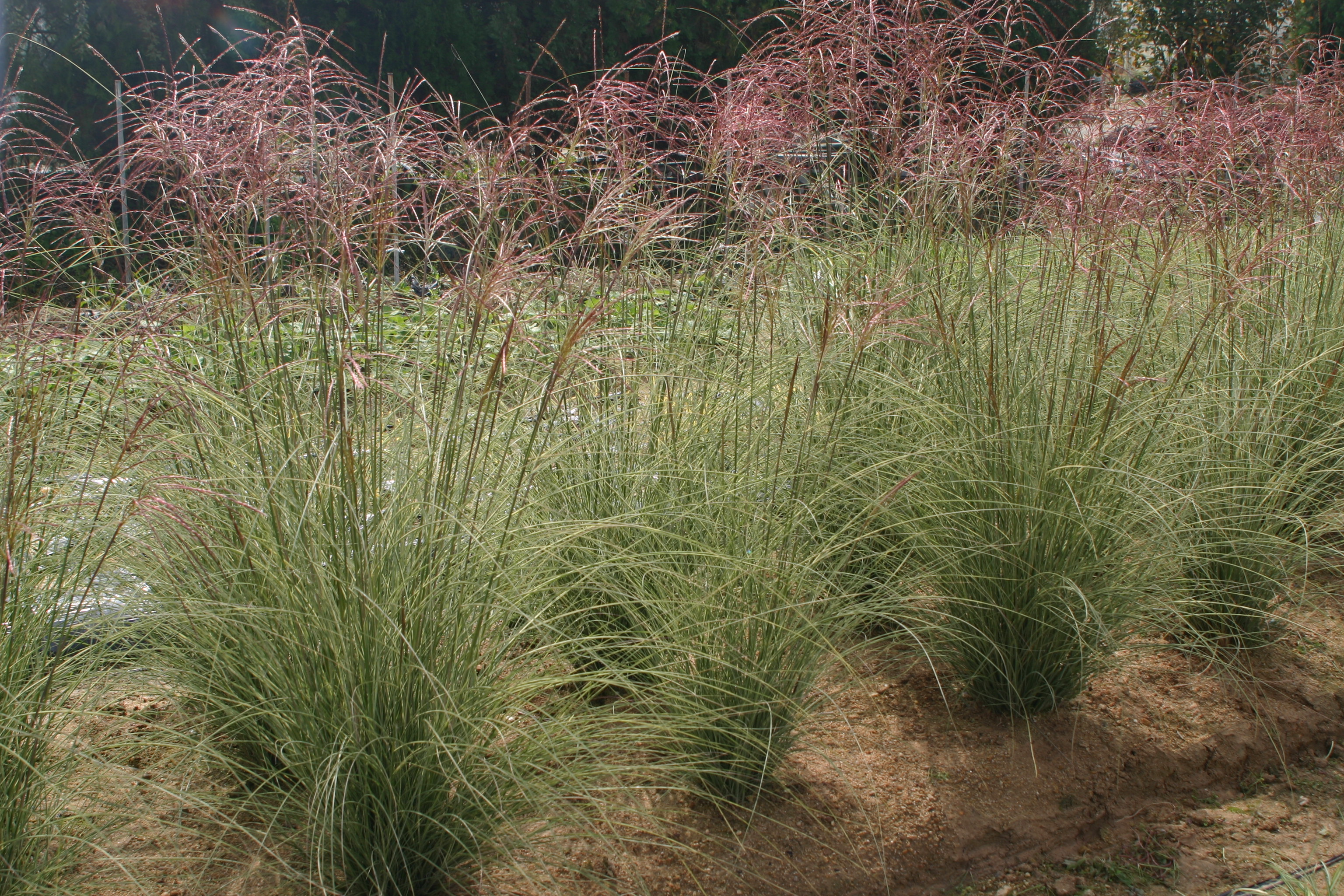 Miscanthus sinensis 'Morning Light'